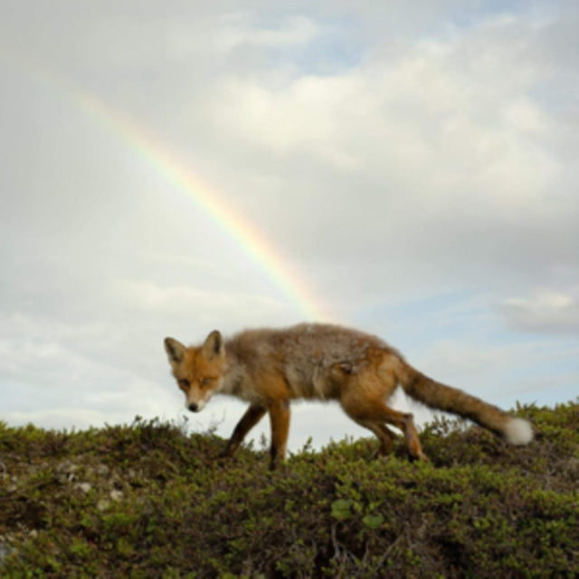 Buck Meek - Buck Meek (Translucent Green LP Vinyl) Vinyl Record