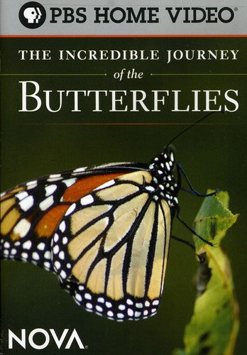 Nova: Incredible Journey Of The Butterflies - Nova: Incredible Journey Of The Butterflies - DVD