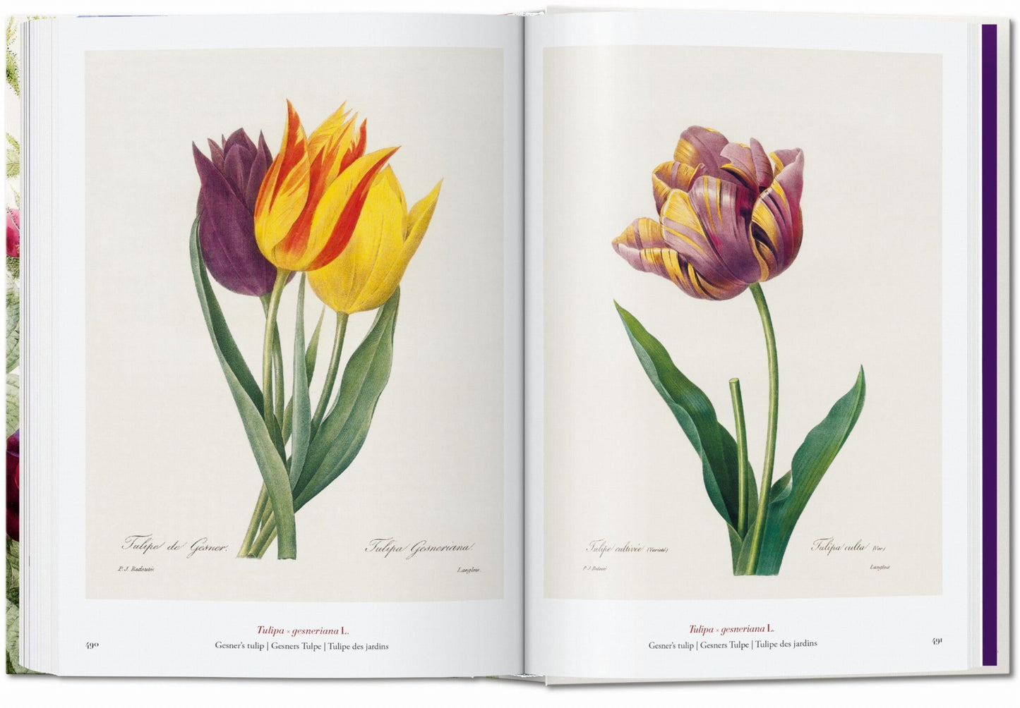 Redouté. The Book of Flowers. 45th Ed. (German, French, English) Book