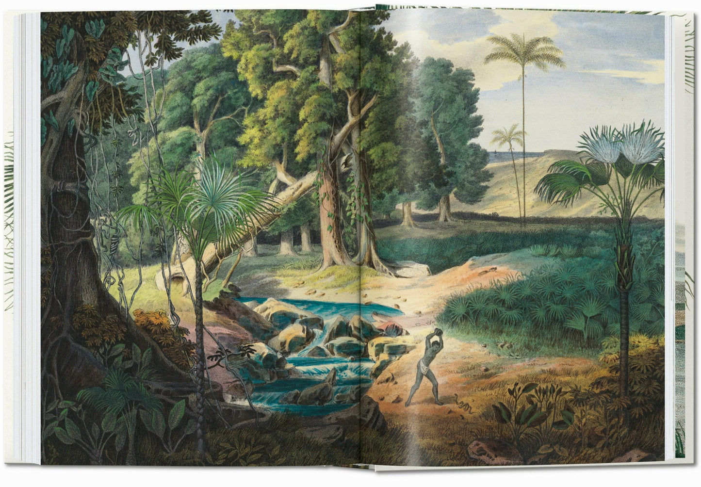 Martius. The Book of Palms. 45th Ed. (German, French, English) Book