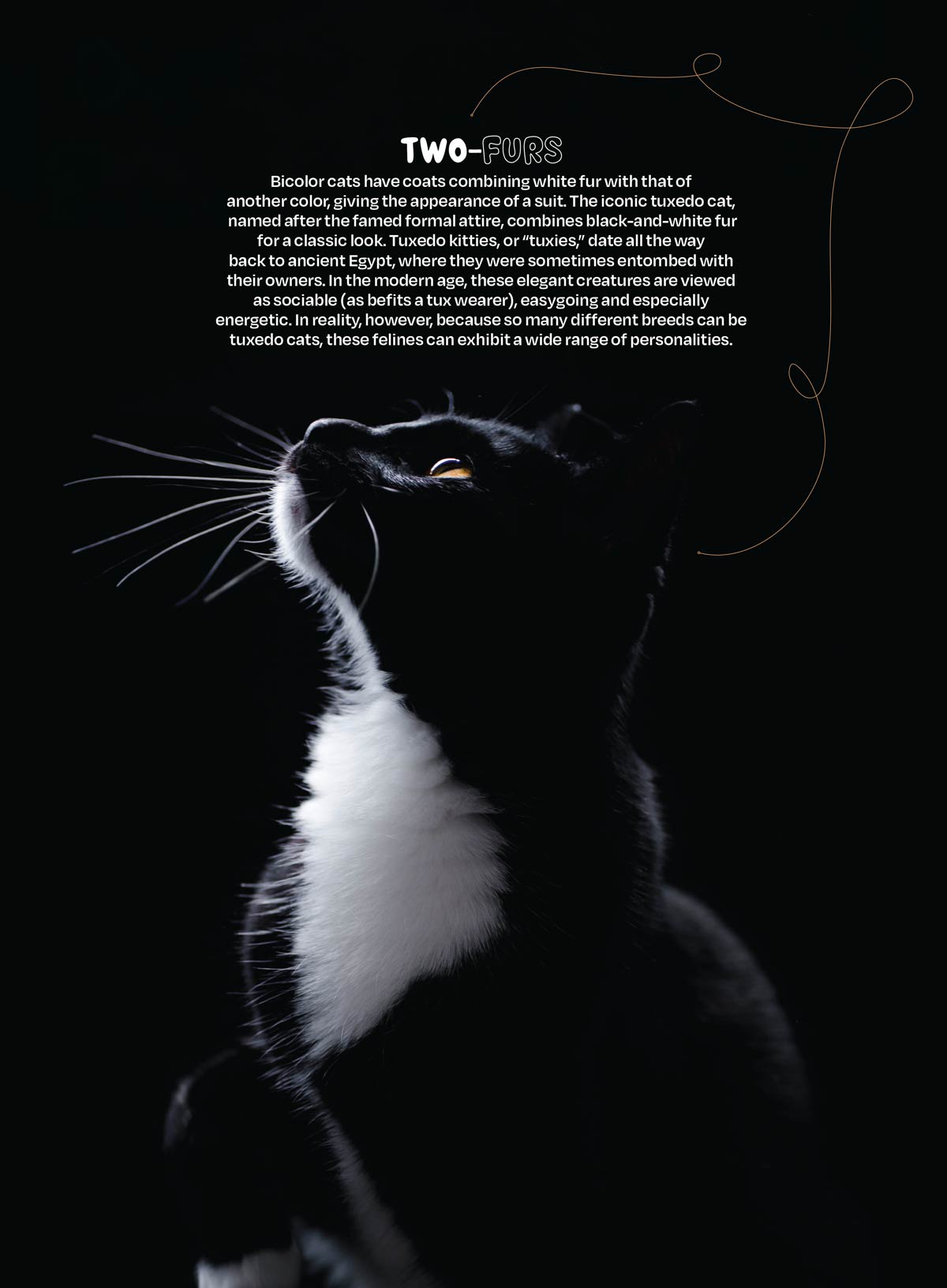 Inside Your Cat's Mind - Blinks, Whiskers & Tails: Learn Your Cat’s Body Language, A Deep Dive Into Cat Behavior, Tips For Training, Bonding, Understanding Your Feline & More!