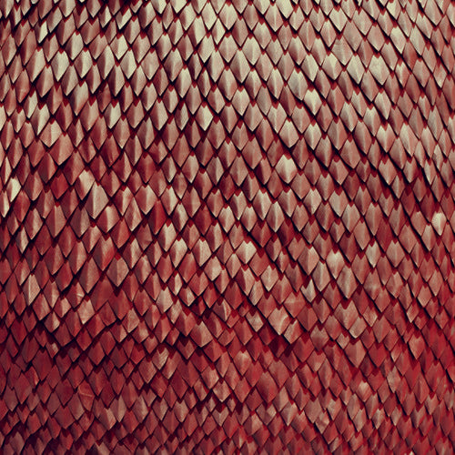 the album cover for Kill The Vultures - Carnelian