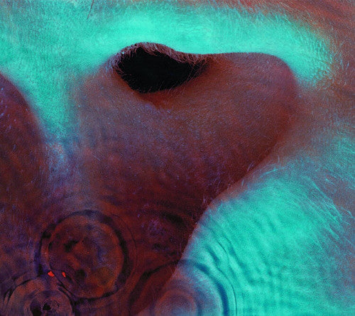 the album cover for Pink Floyd - Meddle
