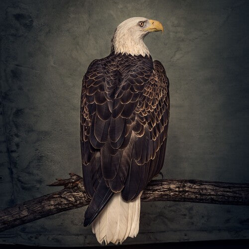 Clutch - Book Of Bad Decisions Vinyl Record