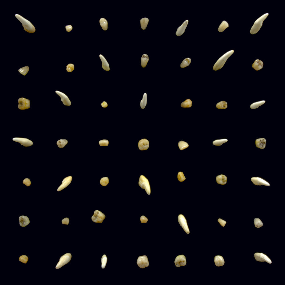 the album cover for clipping. - Visions Of Bodies Being Burned