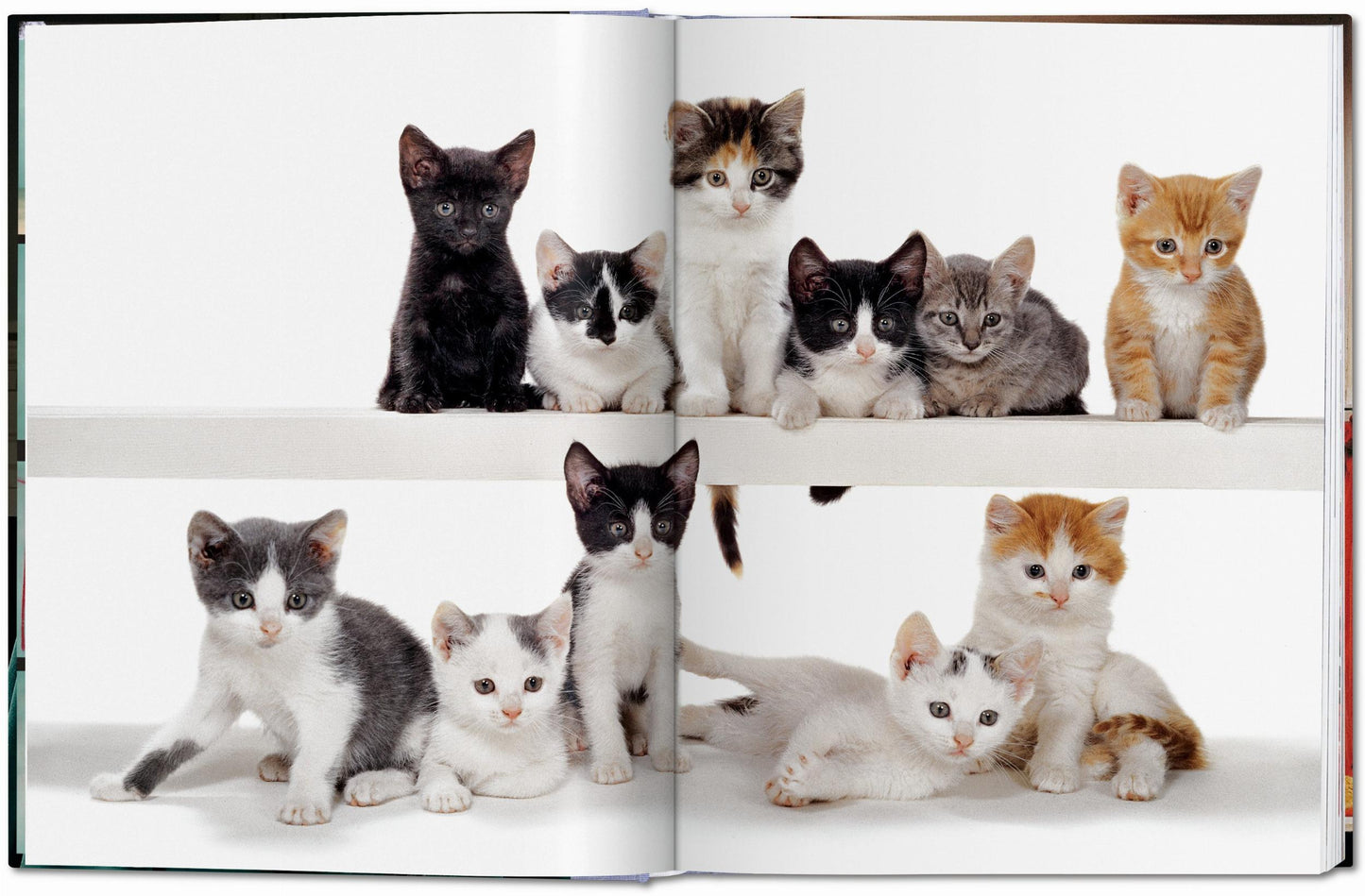 Walter Chandoha. Cats. Photographs 1942–2018 (German, French, English) Book