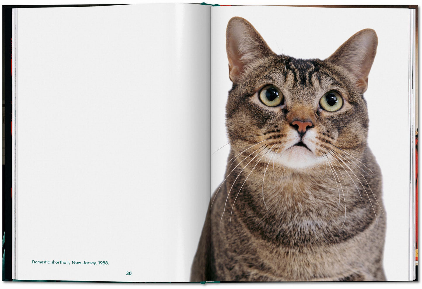 Walter Chandoha. Cats. Photographs 1942–2018 (English) Book