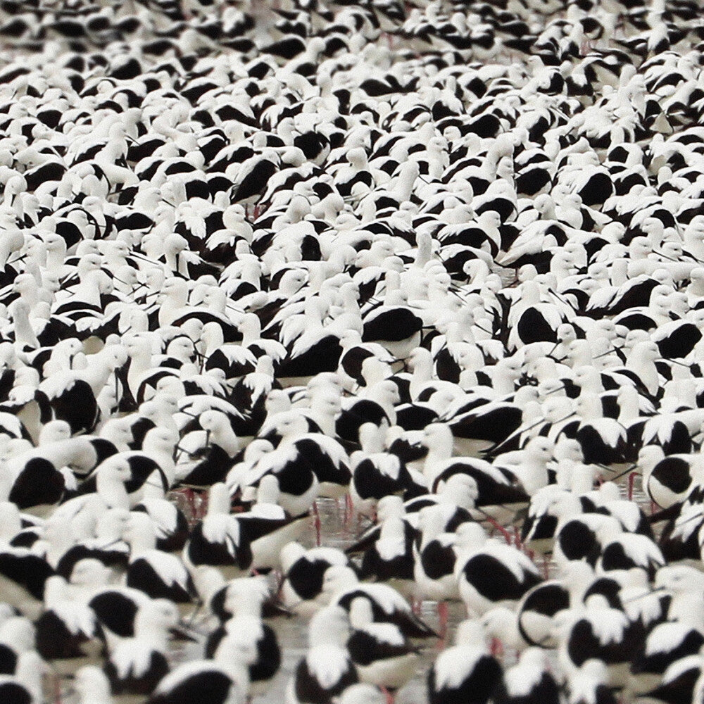 the album cover for Stella Donnelly - Flood