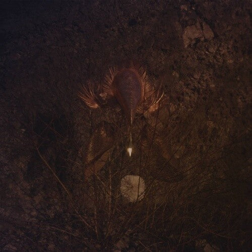 Bongbongbeerwizards - Ampire Vinyl Record