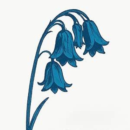 Bluebells - This Is The Bluebells - Music CD