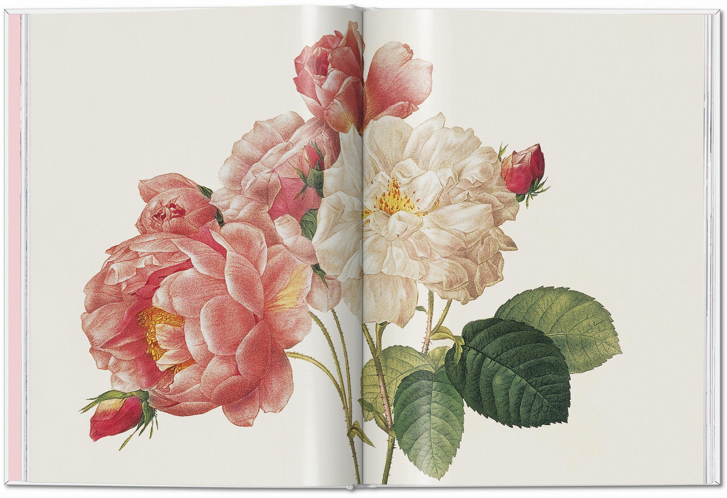 Redouté. Roses (German, French, English) Book