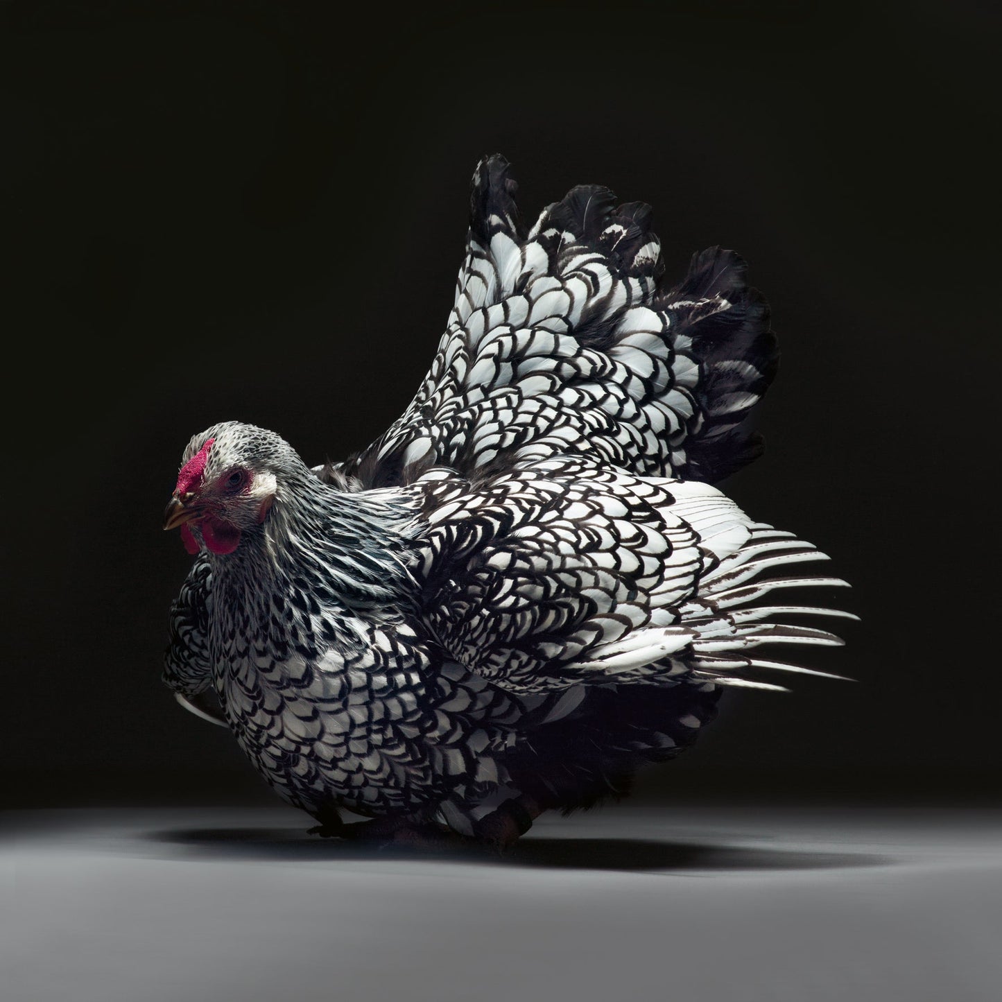 Feathered Elegance Book