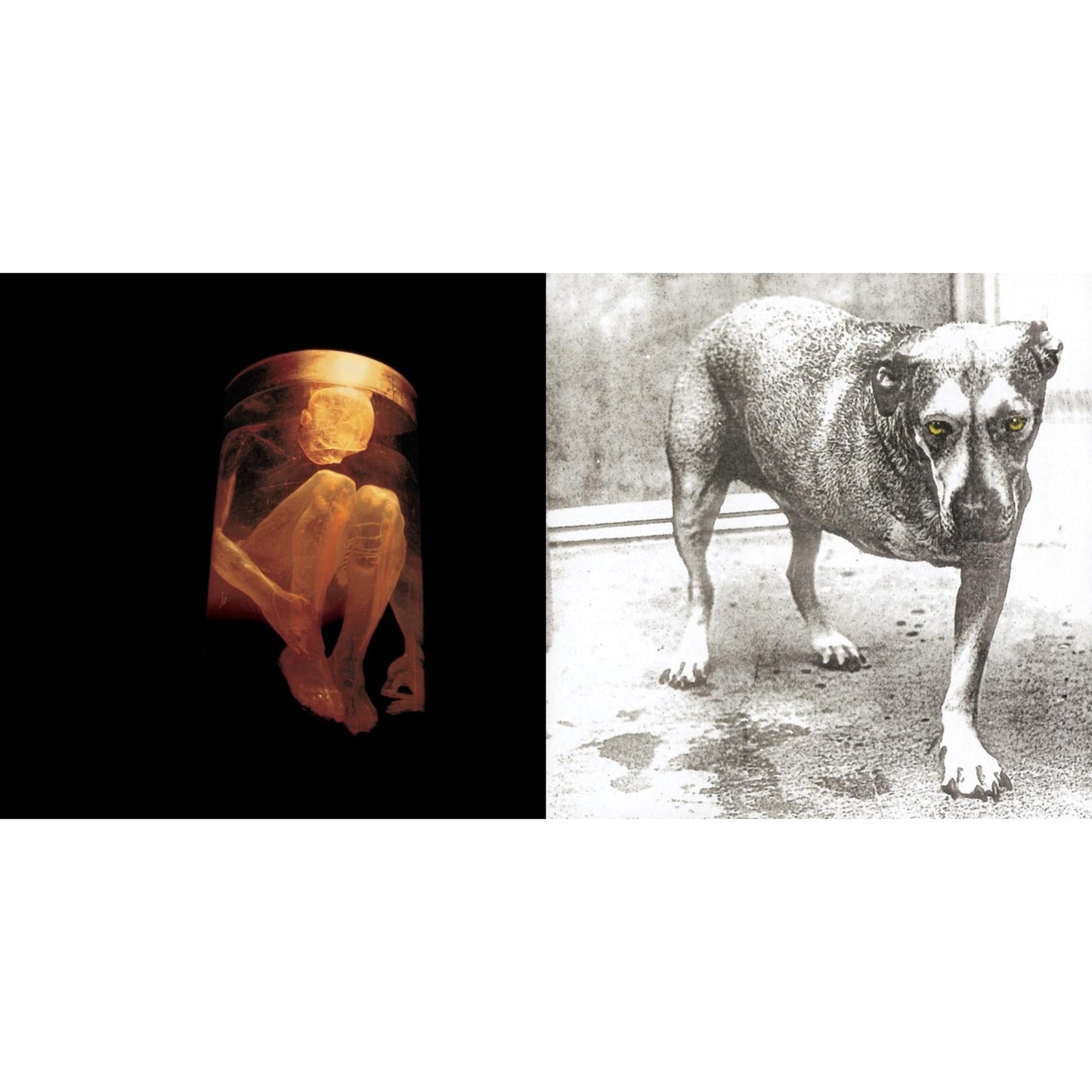 Alice In Chains - Nothing Safe: Best Of The Box & Alice In Chains - CD Bundle