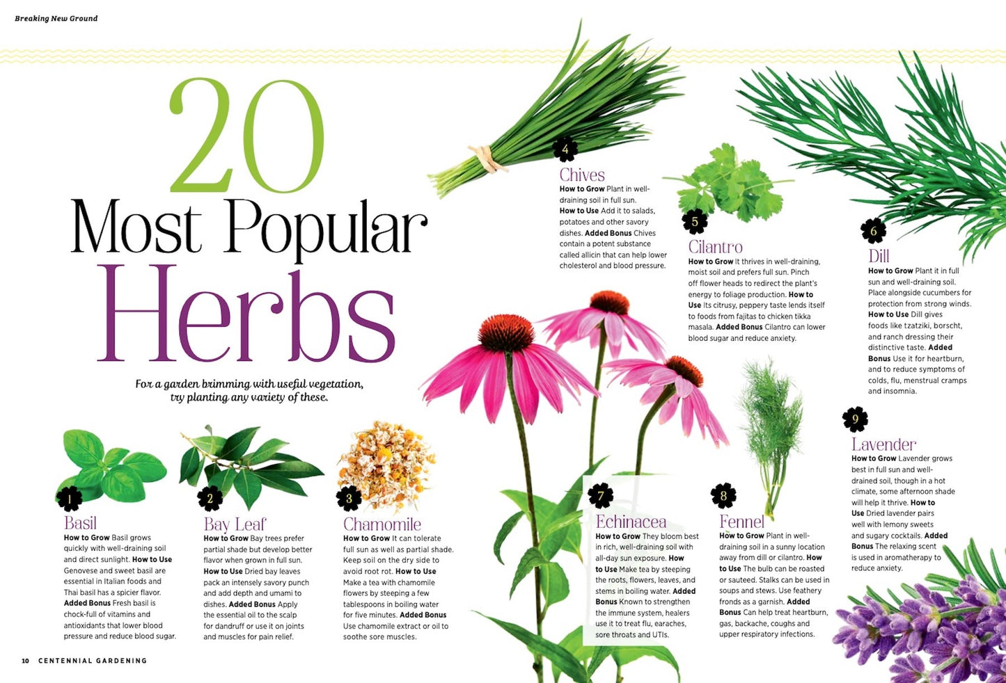 Grow Your Own Herbs - The Ultimate Gardening Guide: Soil Essentials, Easy Planting Tips, Indoor Growing, Harvest & Preserve + 50 Ideas for Everyday Use