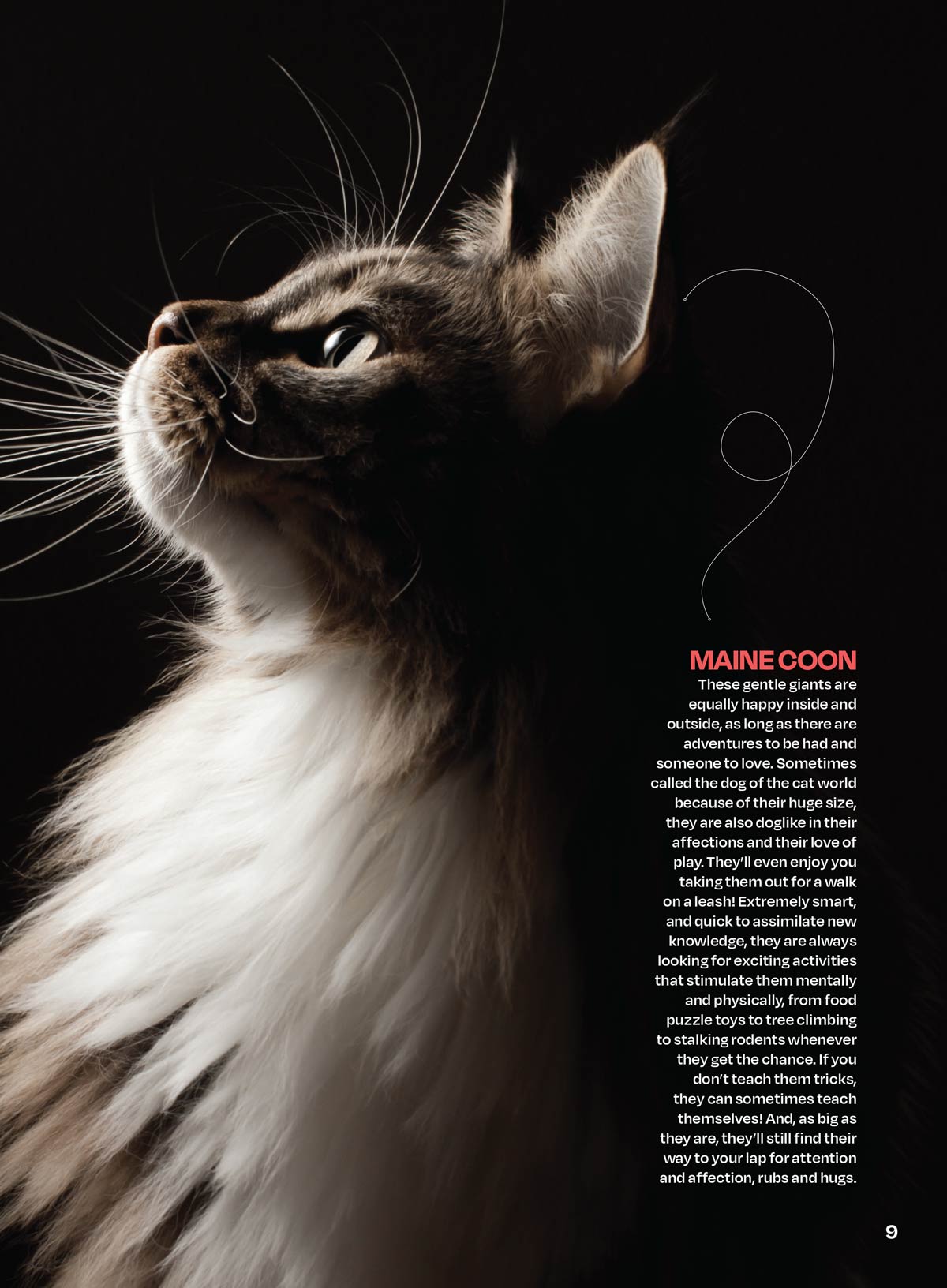 Inside Your Cats Mind - Cat Happiness: Raise A Great Cat, The Sunniest Breeds, Celebrate Their Sense Of Smell, Insider Tips On Play, Honor Their Choices, Thrill Of The Indoor Jungle, Catnip & More!