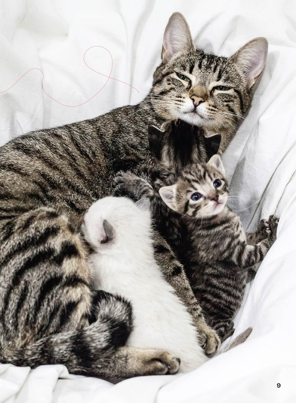 Inside Your Cat’s Mind - Essential Tips For Bonding, Communication, Understanding Emotional Unique Needs, Creating A Happy Cat-Friendly Home, Strengthening Your Feline Companionship & More!