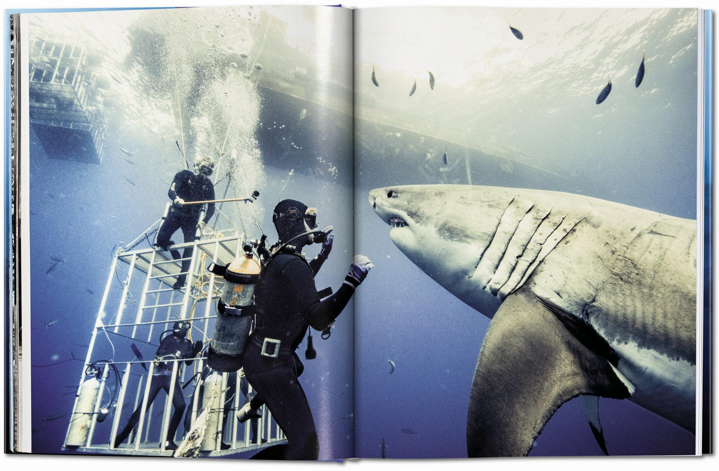 Michael Muller. Sharks (English) Book