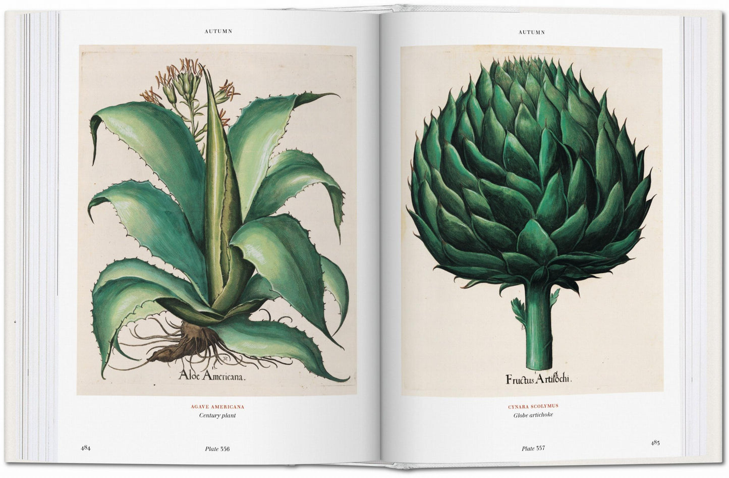 Basilius Besler. Florilegium. The Book of Plants (English) Book