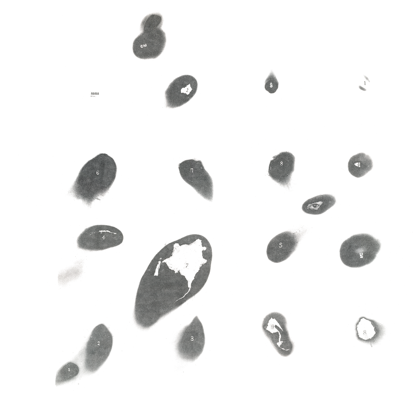 Untitled White Album Vinyl Record