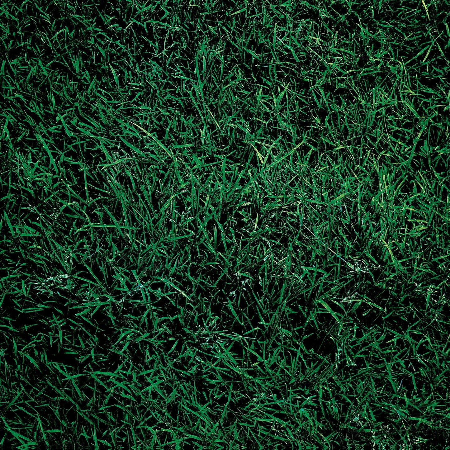 To Allen Ginsberg Vinyl Record