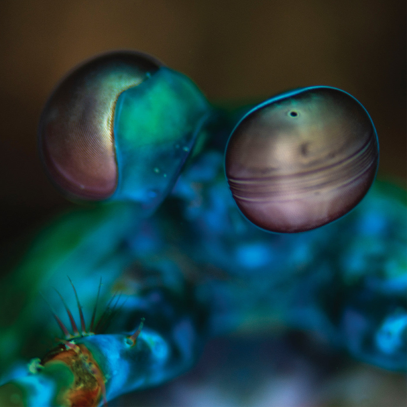 Amasia: Anamibia Sessions 2 Vinyl Record