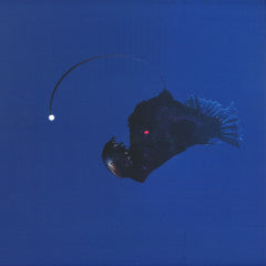 No Light Below Vinyl Record