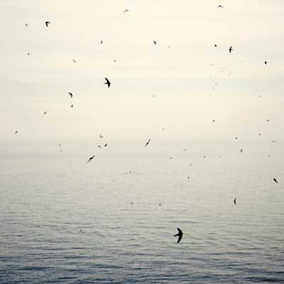 Your Naked Ghost Comes Back At Night Music CD