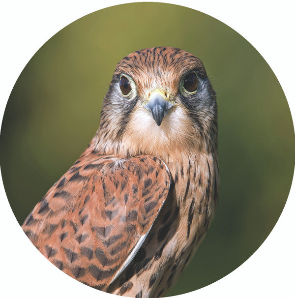 Turmfalke Episode Four Vinyl Record