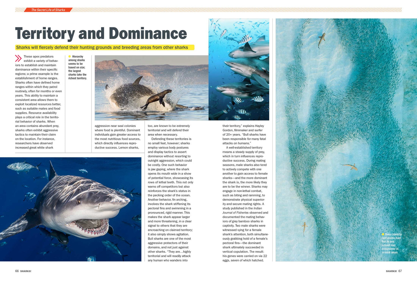 Shark Week - Deadly Behemoths Of The Deep, Terrifying Tales Of Brutal Attacks, How To Survive, Anatomy, Blood In The Water, Secrets, Tiger Sharks, Hammerheads, Goblin Sharks, Great Whites & More!