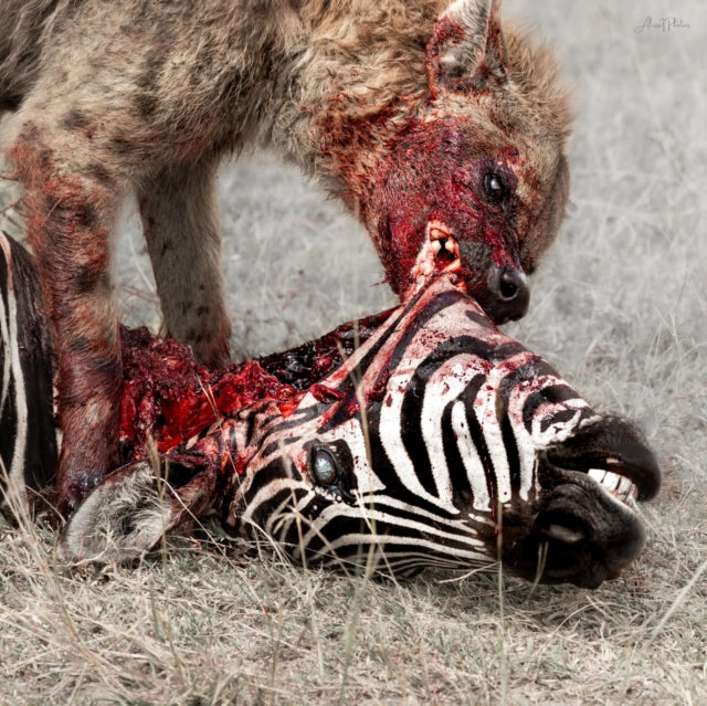 God Is War - Predation Perfected - LP Vinyl Record