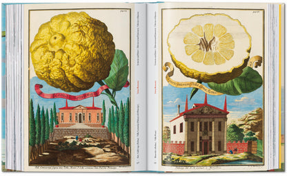 J. C. Volkamer. The Book of Citrus Fruits. 45th Ed. (German, French, English) Book