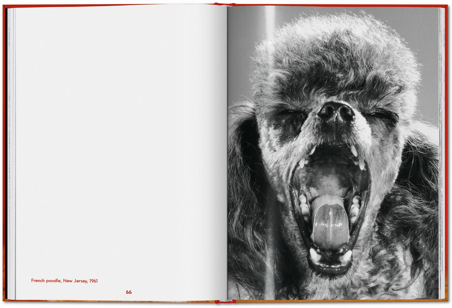 Walter Chandoha. Dogs. Photographs 1941–1991 (English) Book