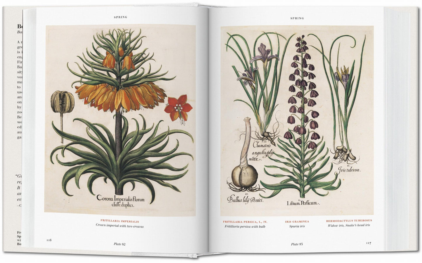 Basilius Besler. Florilegium. The Book of Plants (English) Book