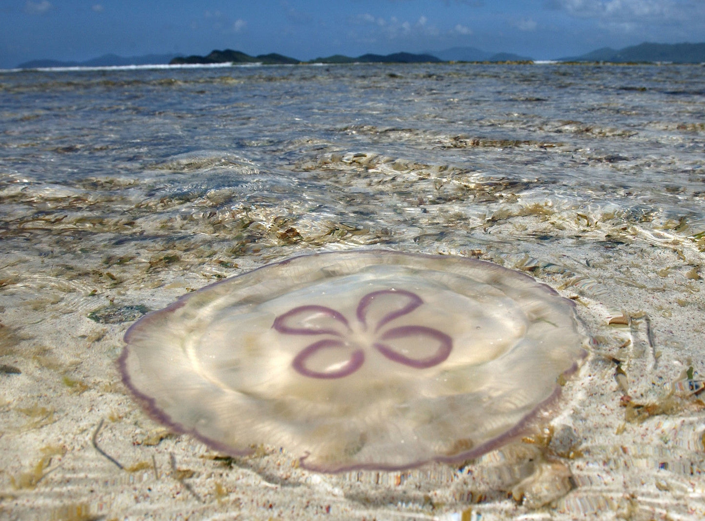 Portraits of Paradise Book