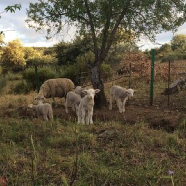 Josephine Foster - No Harm Done (Dl Card) - LP Vinyl Record
