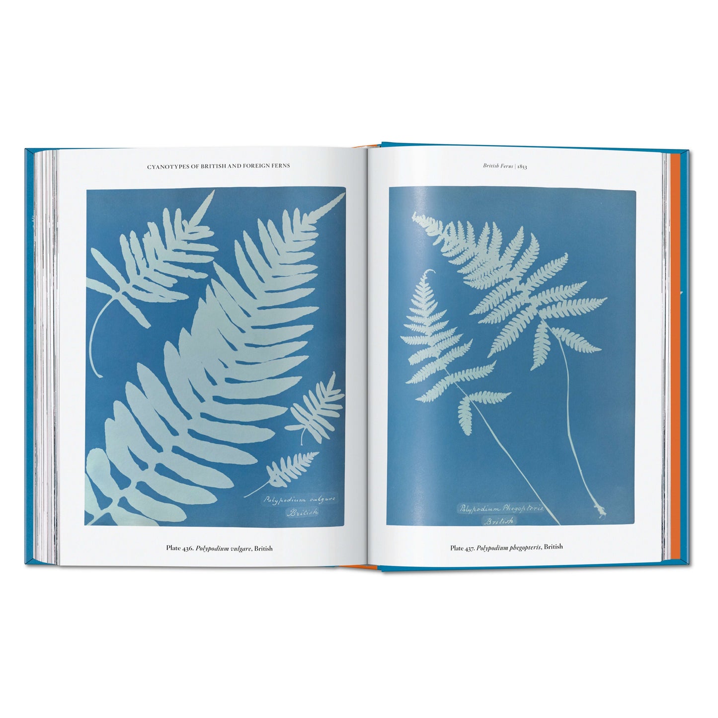 Anna Atkins. Cyanotypes. 45th Ed. (German, French, English) Book