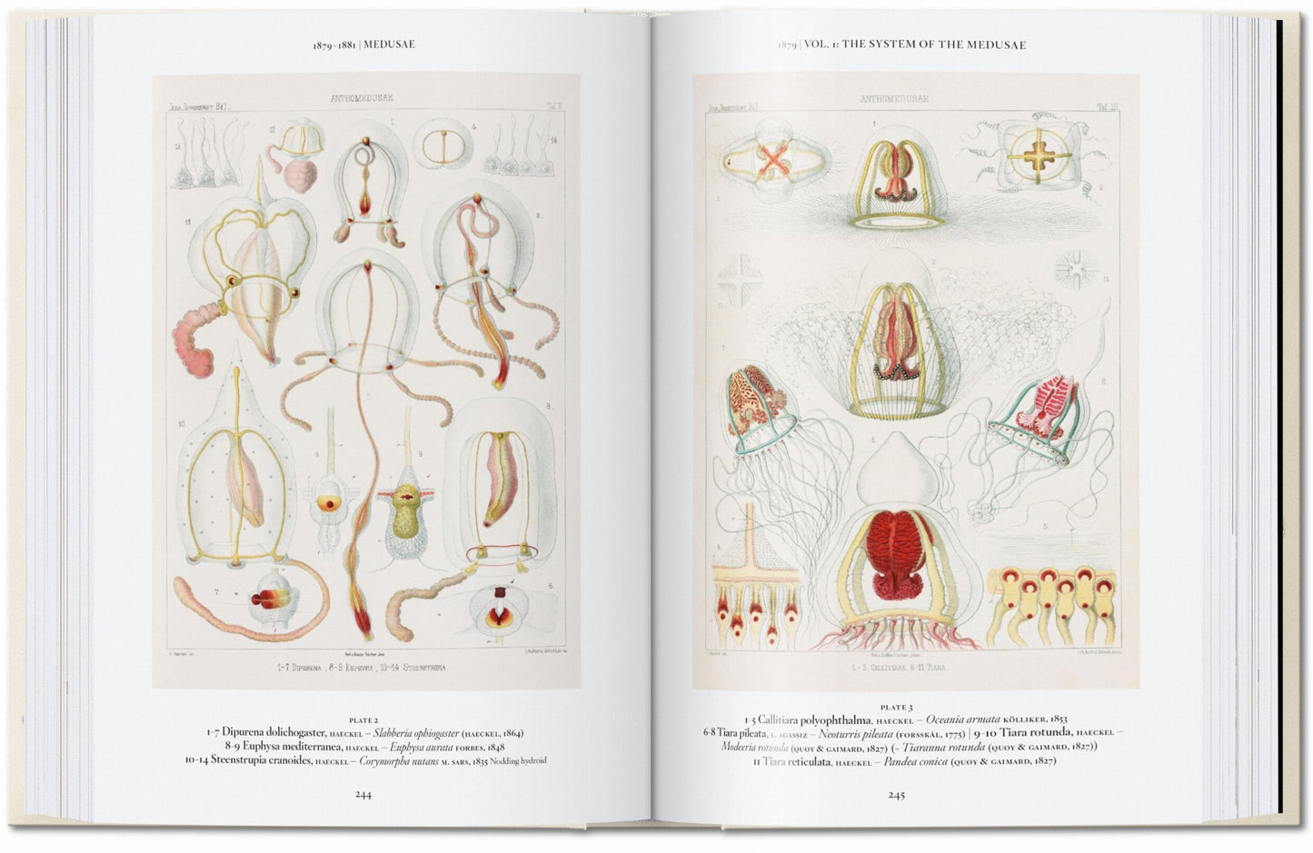 The Art and Science of Ernst Haeckel. 45th Ed. (English) Book