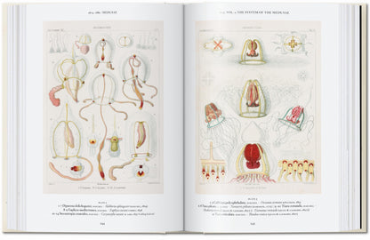 The Art and Science of Ernst Haeckel. 45th Ed. (English) Book