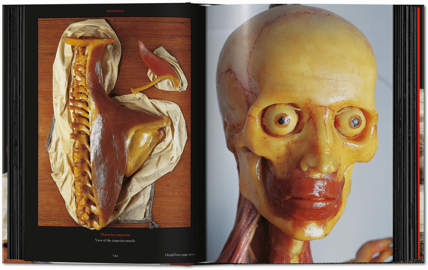 Anatomical Waxes. 45th Ed. (German, French, English) Book