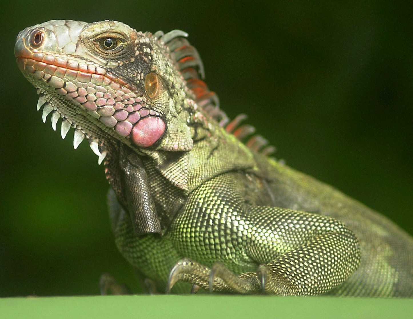 Portraits of Paradise Book