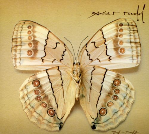 White Moth Music CD