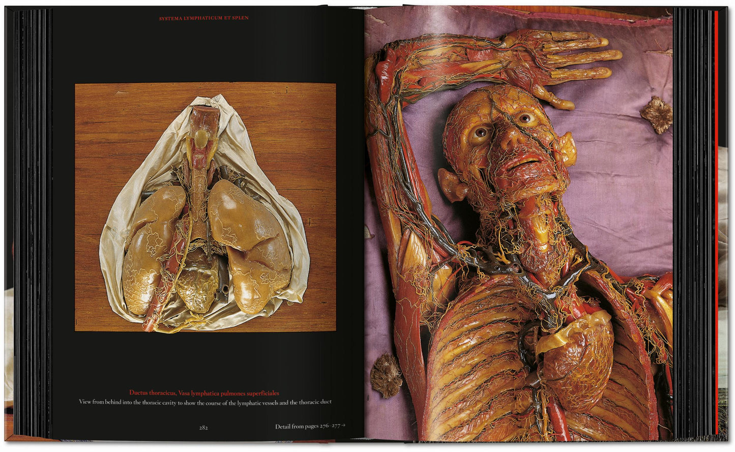 Anatomical Waxes. 45th Ed. (German, French, English) Book