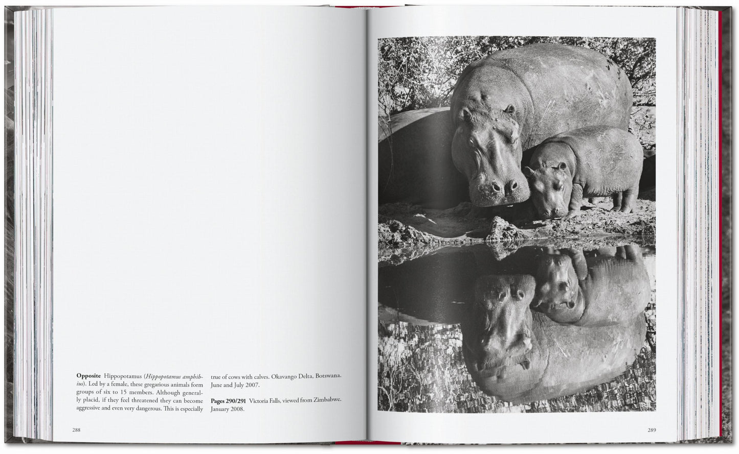 Sebastião Salgado. Genesis. 45th Ed. (English) Book