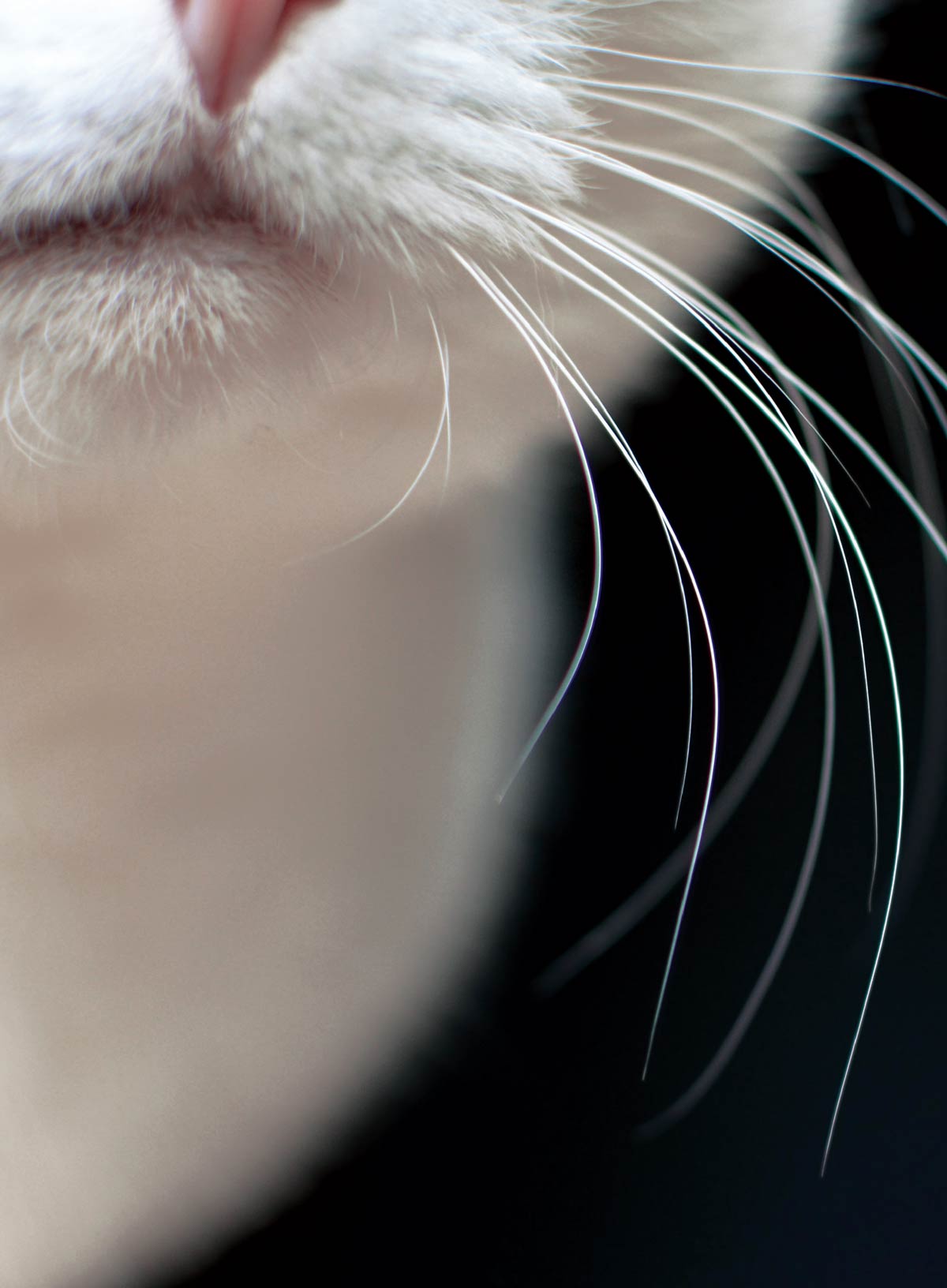 Inside Your Cat's Mind - Blinks, Whiskers & Tails: Learn Your Cat’s Body Language, A Deep Dive Into Cat Behavior, Tips For Training, Bonding, Understanding Your Feline & More!