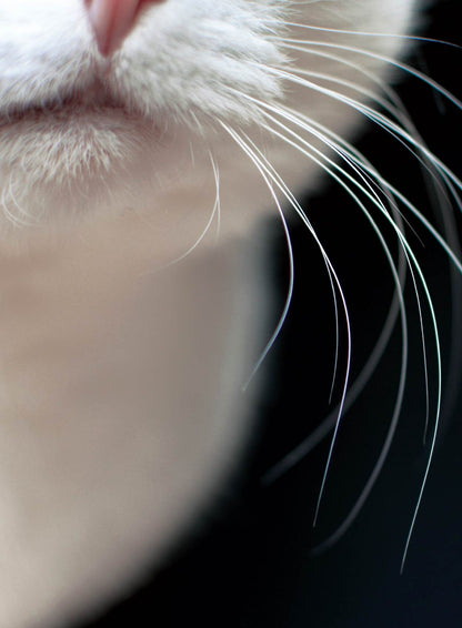 Inside Your Cat's Mind - Blinks, Whiskers & Tails: Learn Your Cat’s Body Language, A Deep Dive Into Cat Behavior, Tips For Training, Bonding, Understanding Your Feline & More!