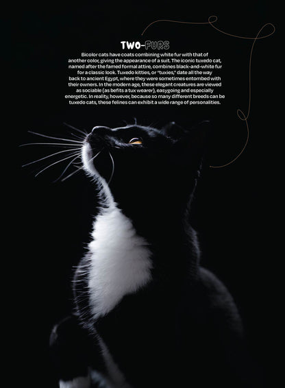 Inside Your Cat's Mind - Blinks, Whiskers & Tails: Learn Your Cat’s Body Language, A Deep Dive Into Cat Behavior, Tips For Training, Bonding, Understanding Your Feline & More!