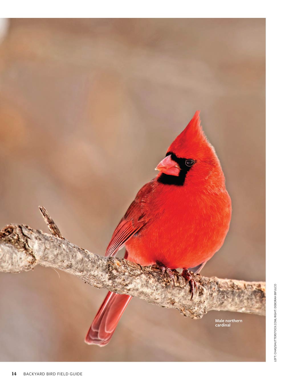 Birds & Blooms - Backyard Field Guide: 60+ Bird Profiles, Identification Tips, Feeding & Nesting Advice, Plants To Attract Birds To Your Outdoor Space, Range Maps, Fun Facts & More!