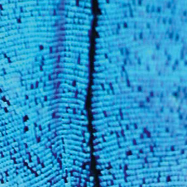 The New Today Vinyl Record