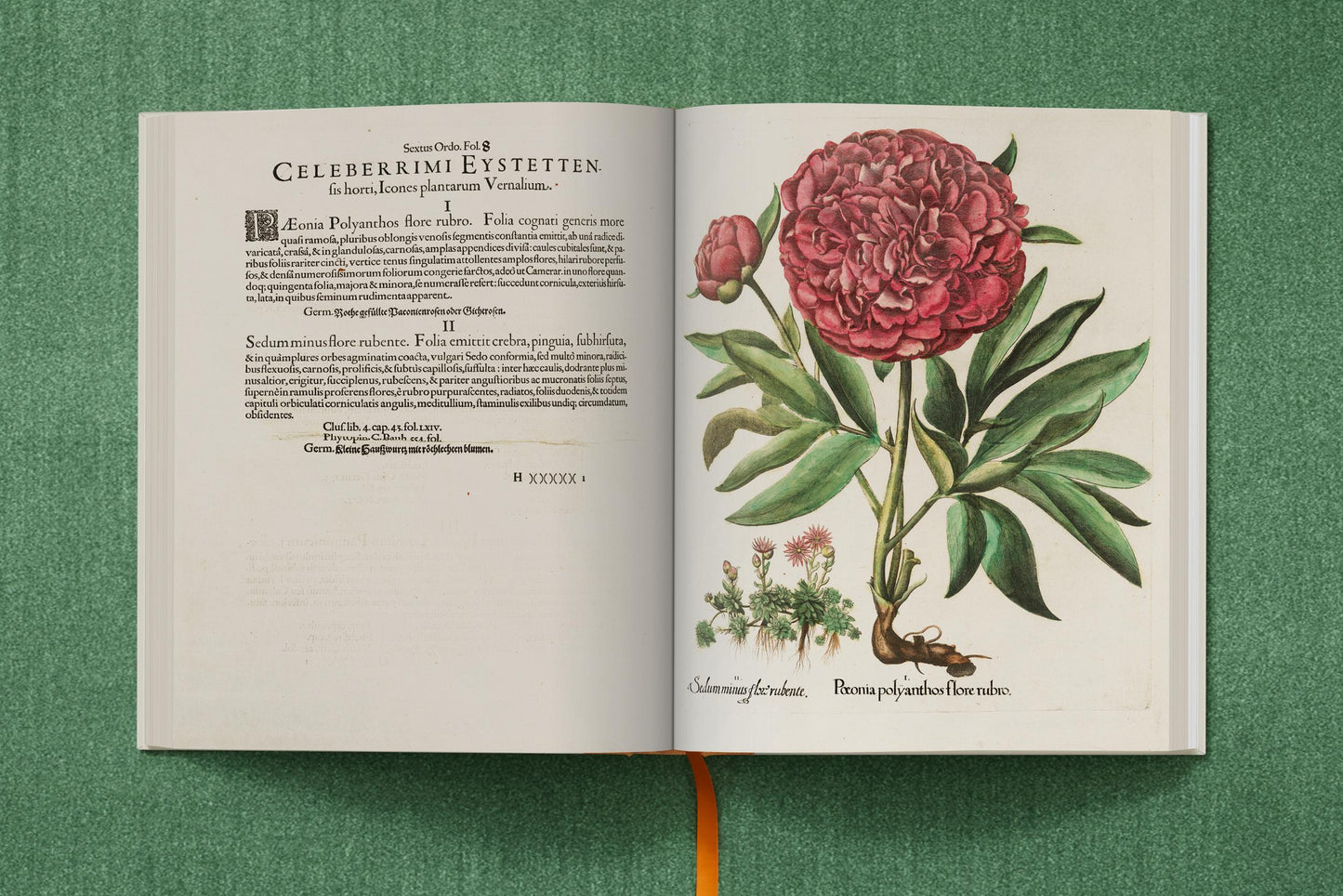 Basilius Besler. The Garden at Eichstätt (German, French, English) (FFE) Book