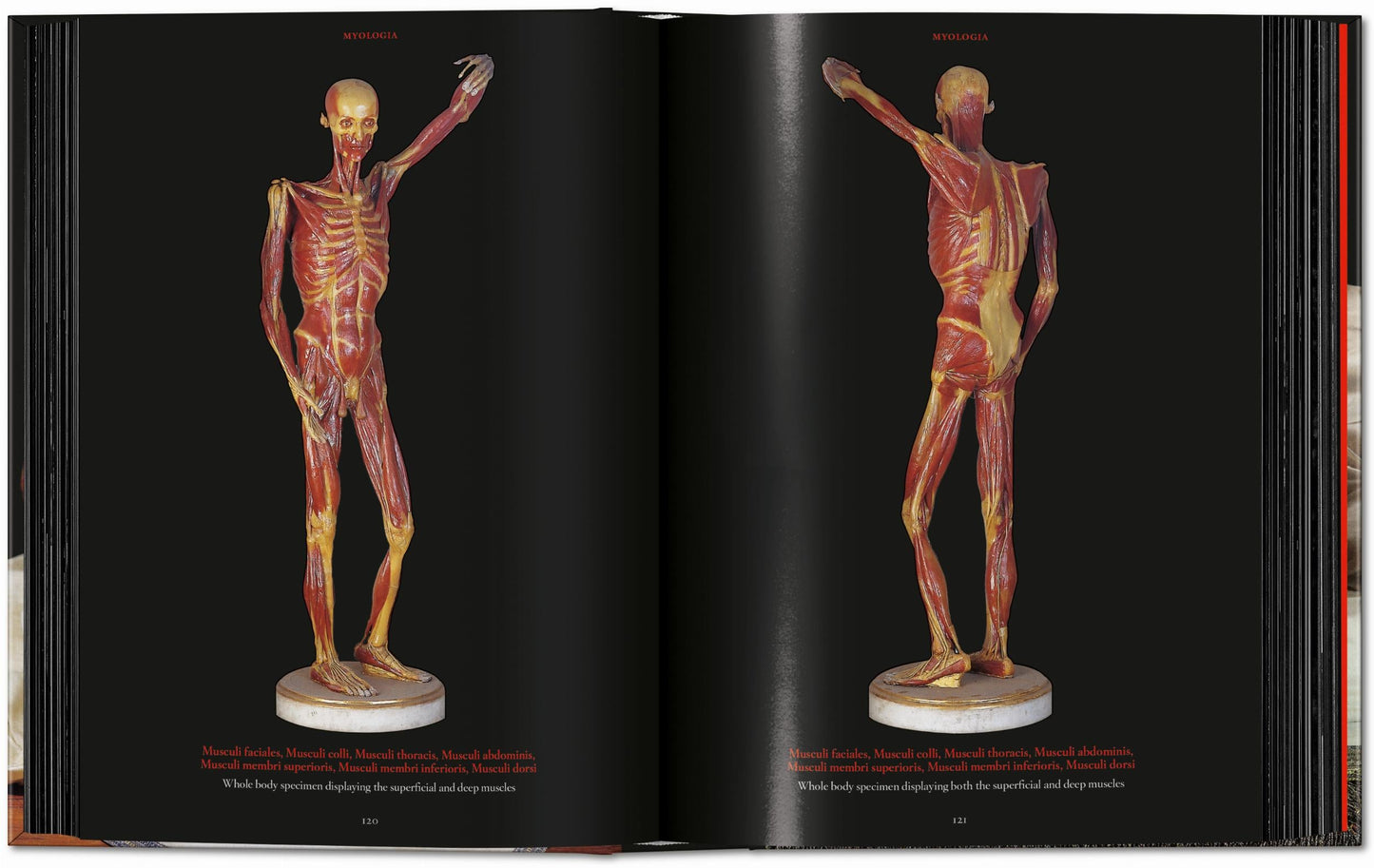 Anatomical Waxes. 45th Ed. (German, French, English) Book